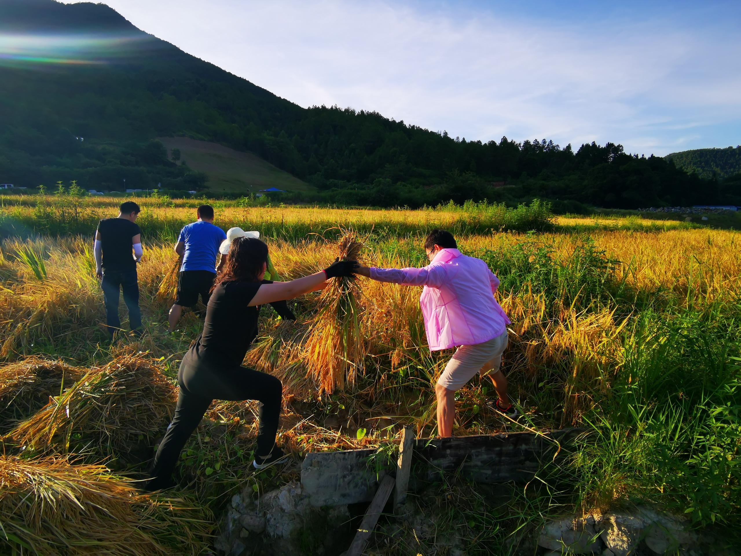 1598323851304373.jpg 稻田里的隨想1.jpg